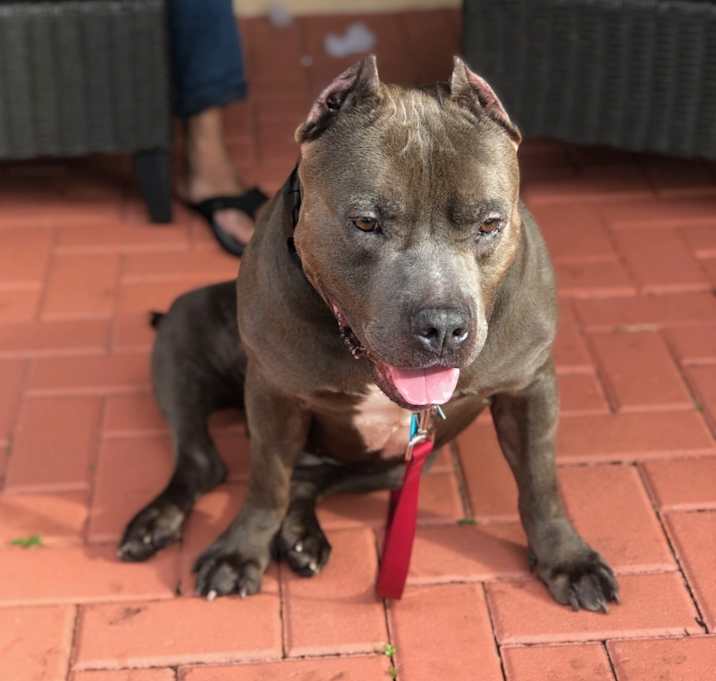 Photo of Macho