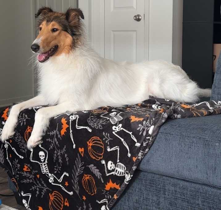 Photo of Clover