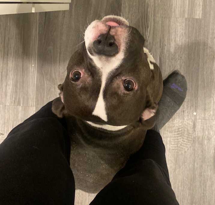 Photo of Nova