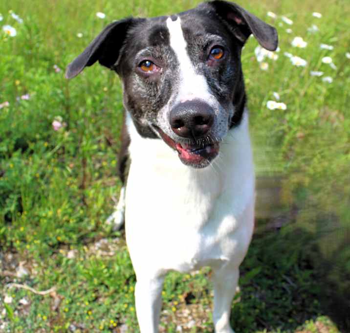 Photo of Buddy