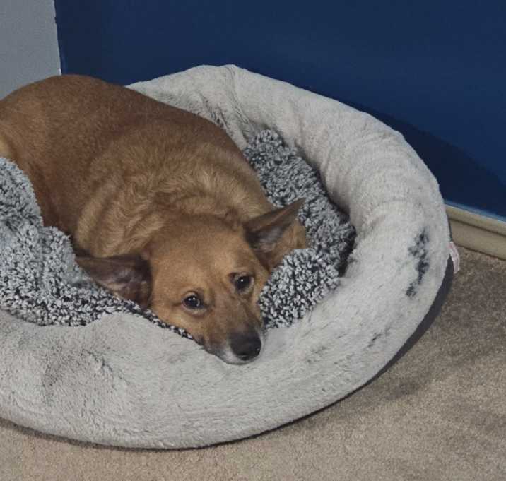 Photo of Benji