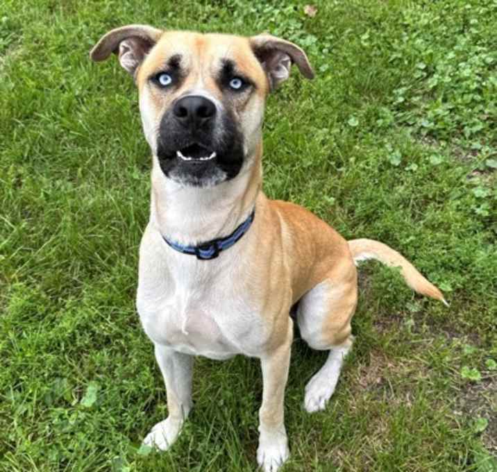 Photo of Midas