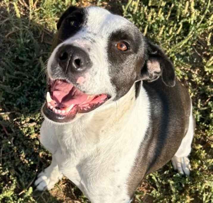 Photo of Cookie