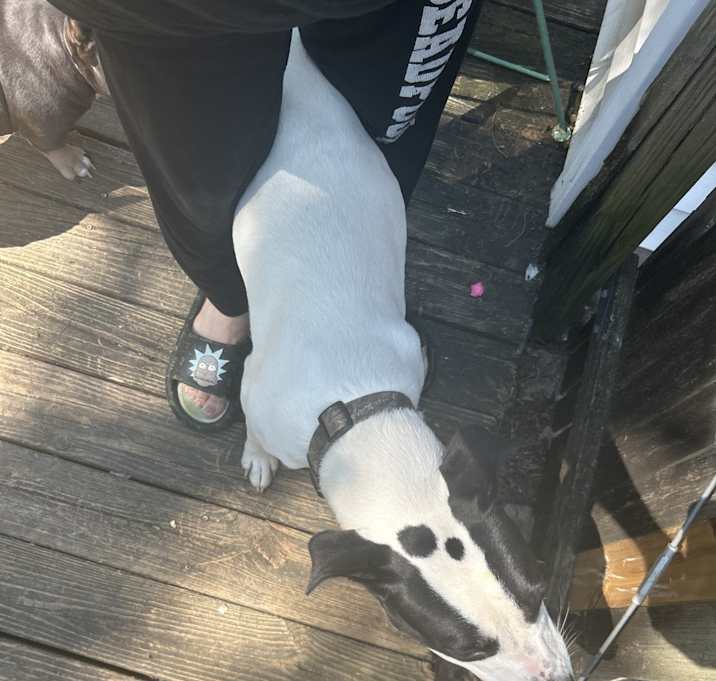 Photo of Loki