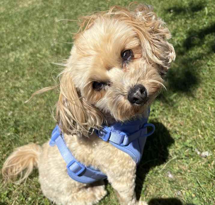 Photo of Phoebe