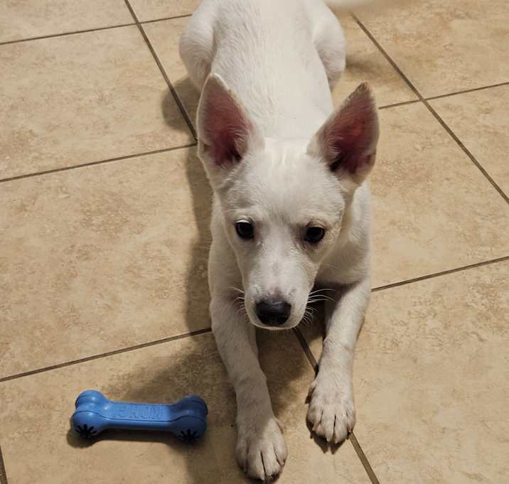Photo of Lyric