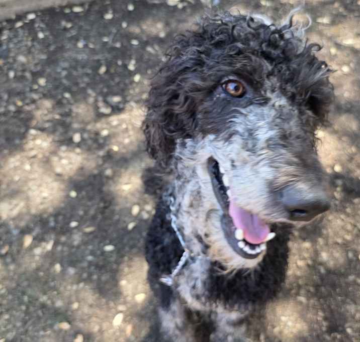 Photo of Hamlet