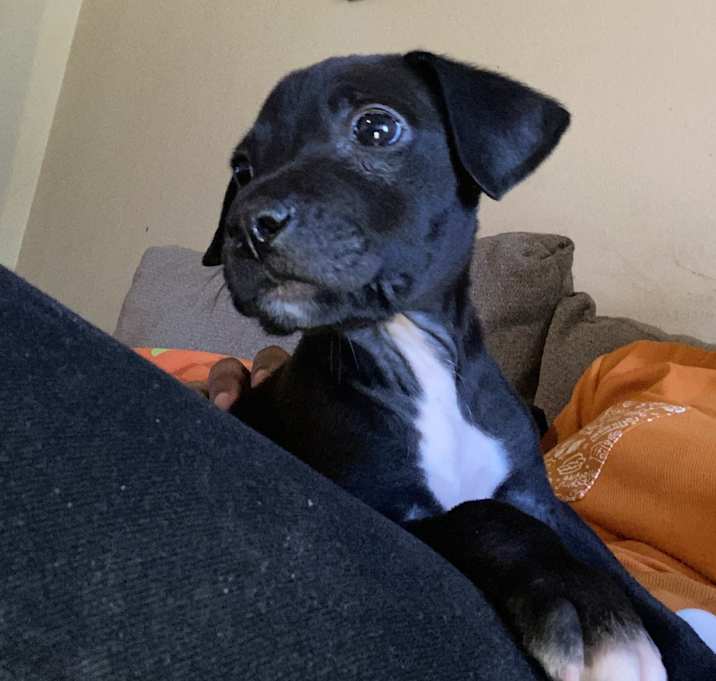 Photo of Duke