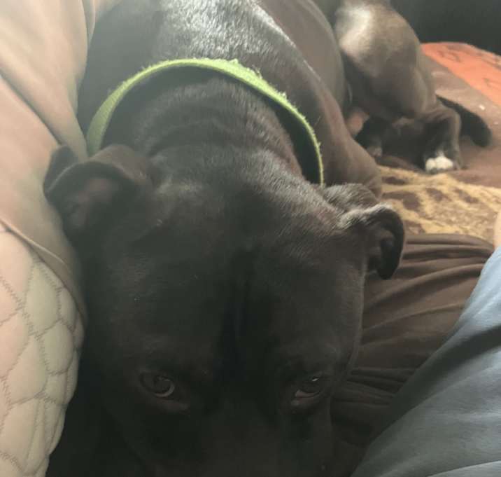 Photo of Chester