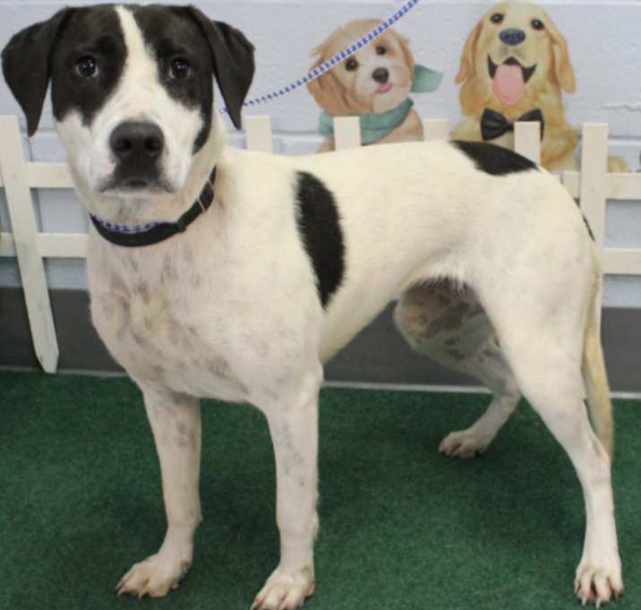 Photo of Joanie URGENT NEEDS HELP‼️