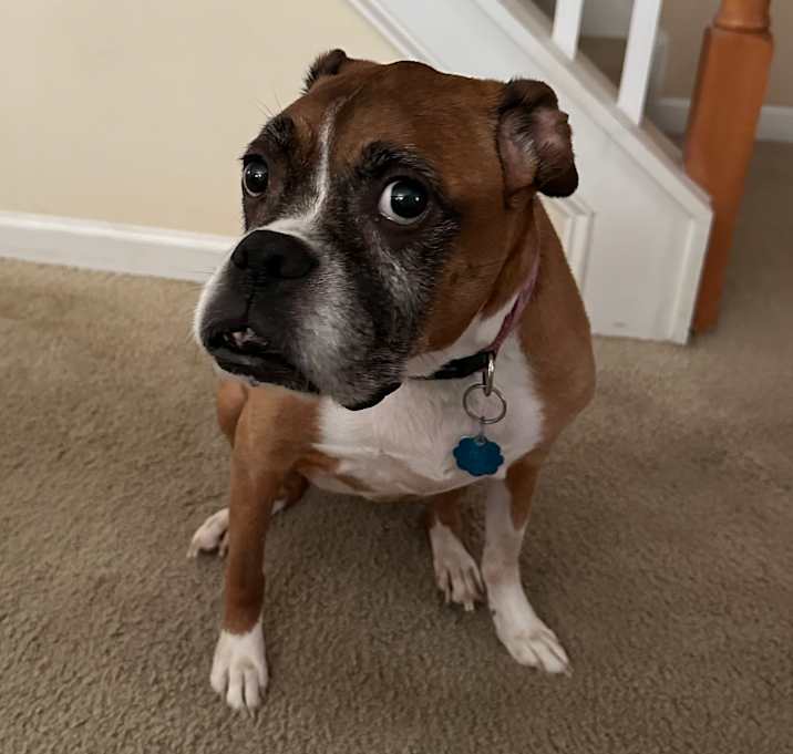 Photo of Coco
