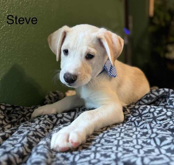 Photo of Steve