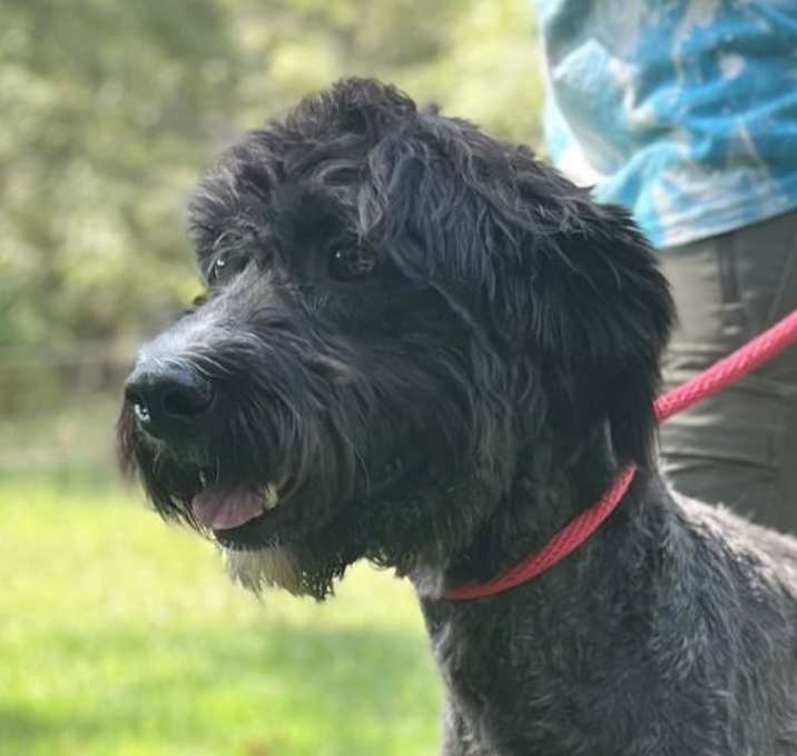 Photo of Scruffy