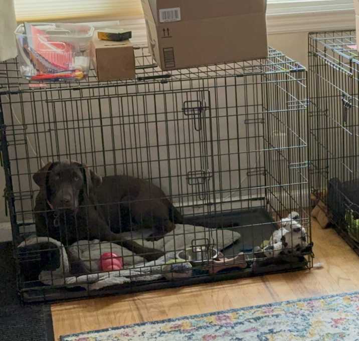 Photo of Honey / Bear