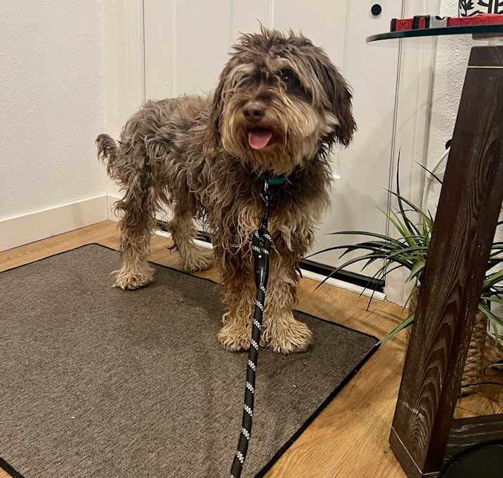 Photo of Willow