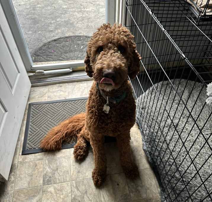 Photo of Lucky