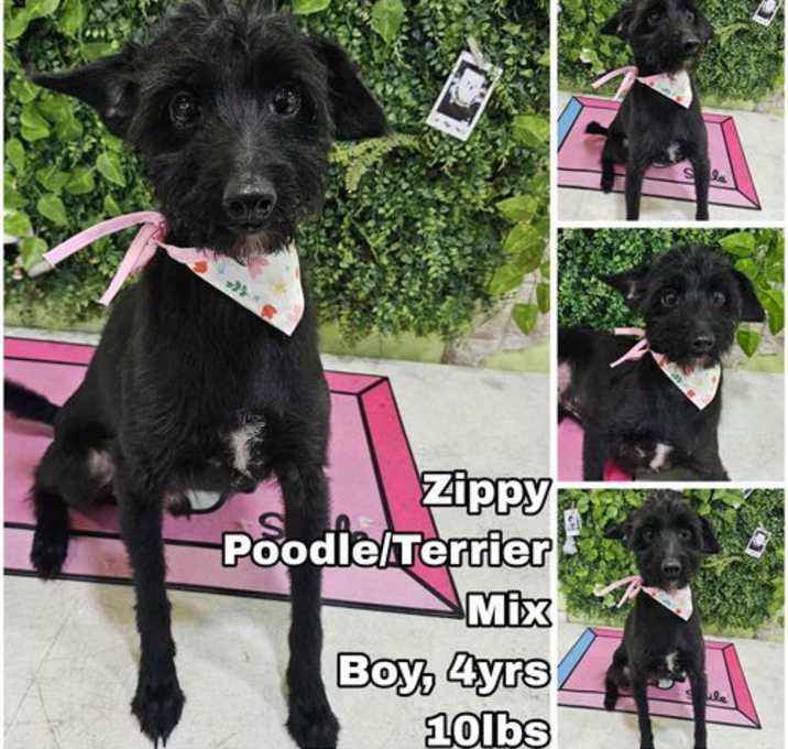 Photo of Zippy from Korea