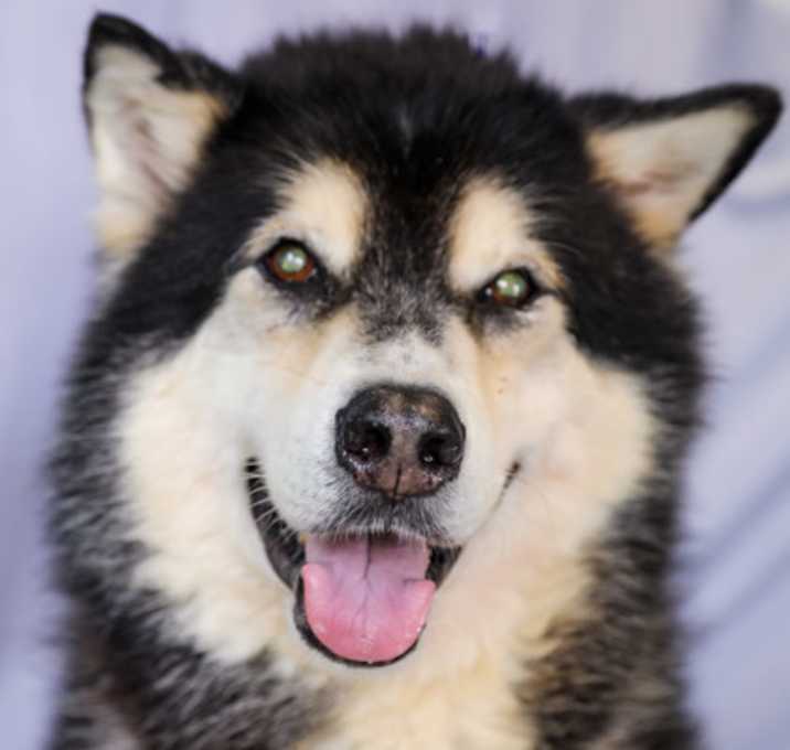 Photo of Onyx