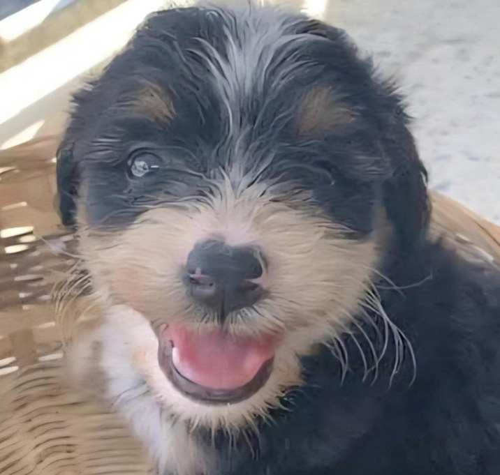 Photo of HONEY BEAR