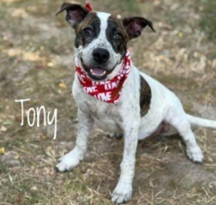 Photo of Tony 33348