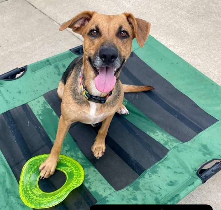 Photo of Toodles