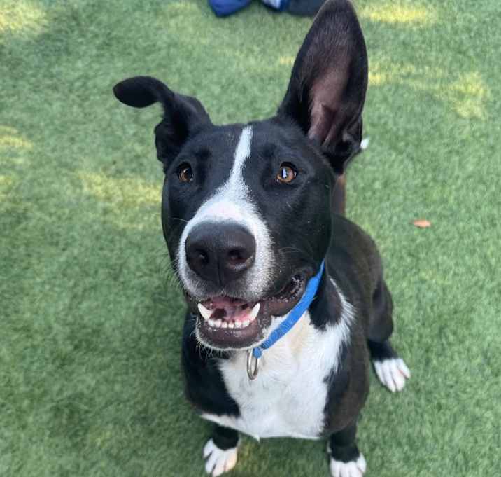 Photo of Lenny A2181864