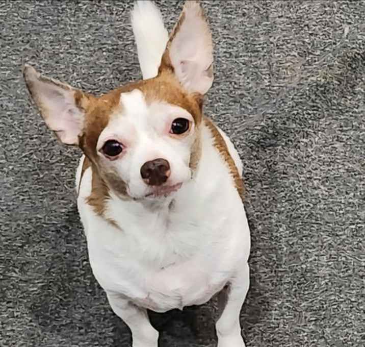 Photo of Lucky
