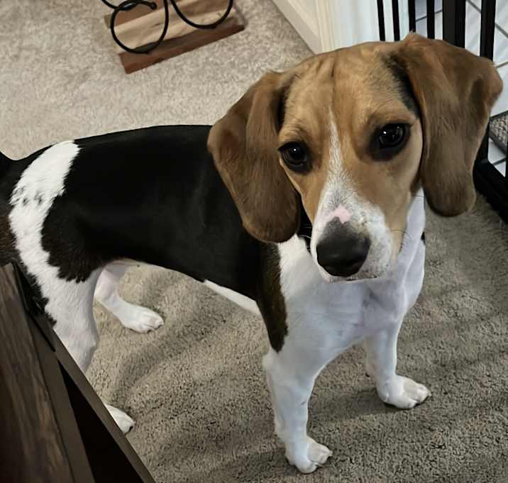 Photo of Guinevere