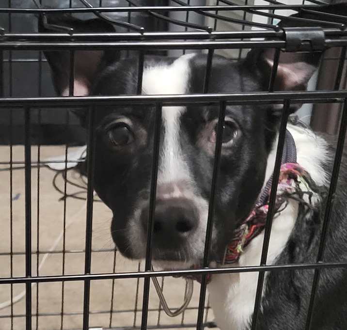 Photo of Oreo