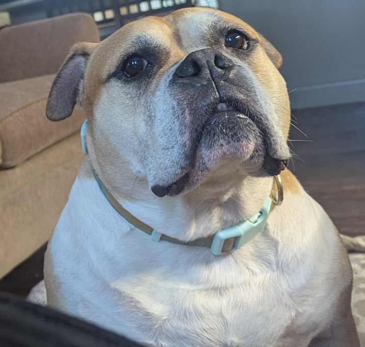 Photo of Pebbles
