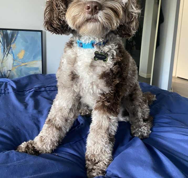 Photo of Spade