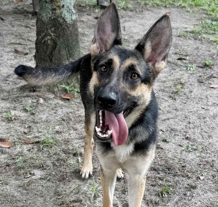 Photo of Mango [Foster To Adopt]