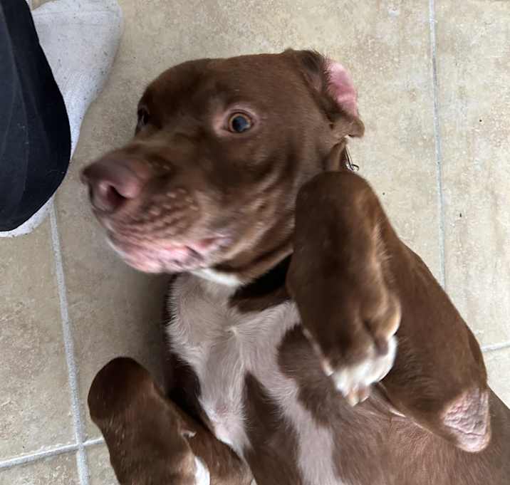 Photo of Cooper