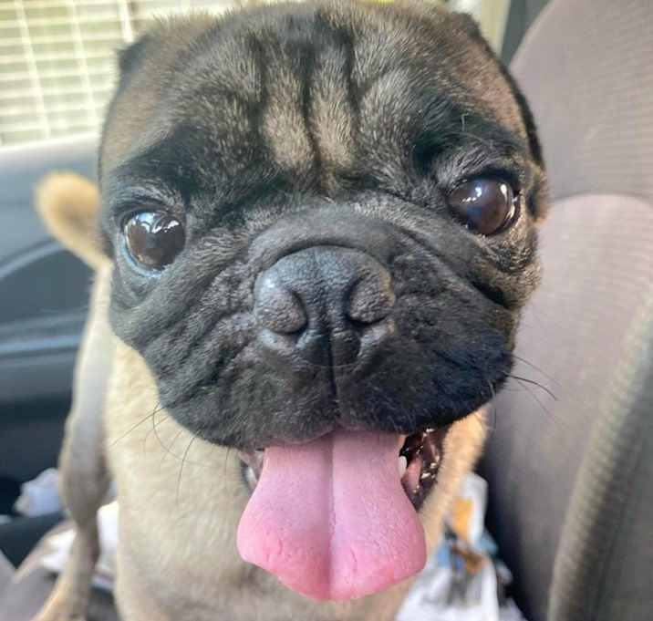 Photo of ELMO THE PUG
