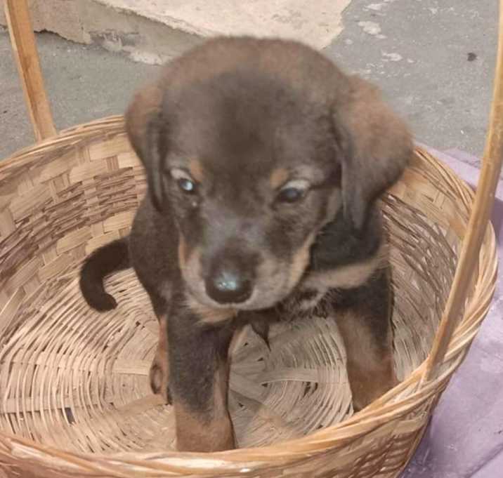 Photo of PICKLES