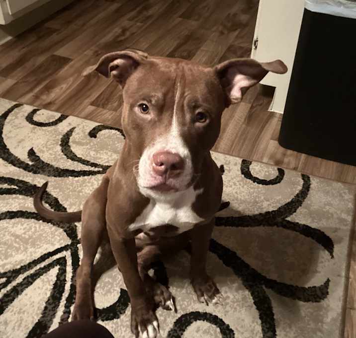 Photo of Apollo