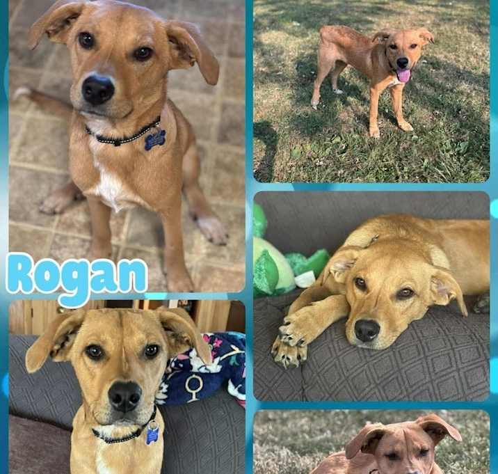Photo of Rogan