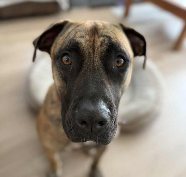 Photo of Kaida (Courtesy Post)