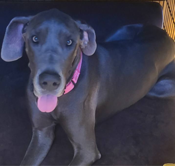 Photo of Nala
