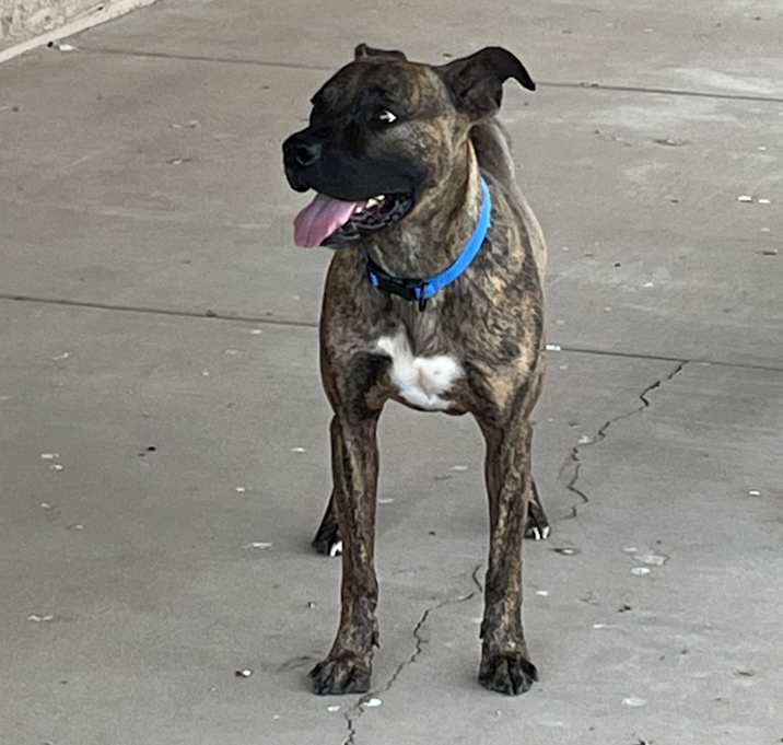 Photo of Milo