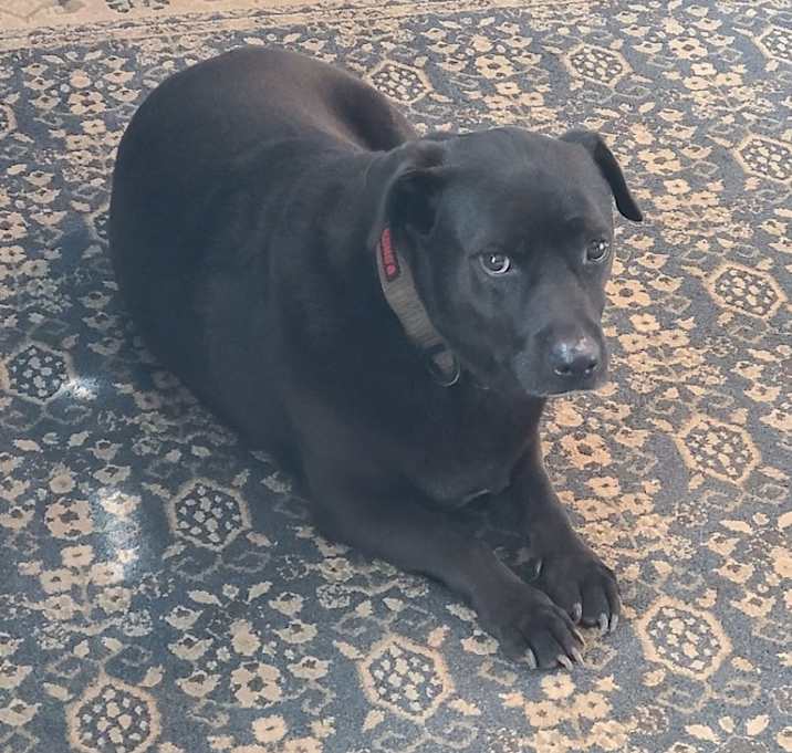 Photo of Boba