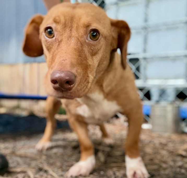 Photo of Daisy Duke NEEDS A HOME‼️