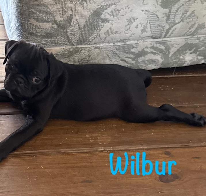Photo of Wilbur