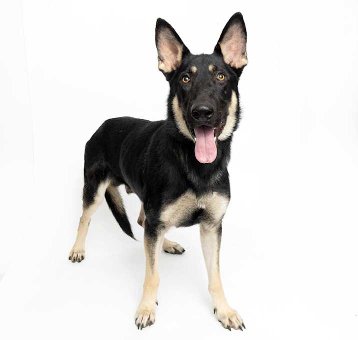 Photo of Snickers