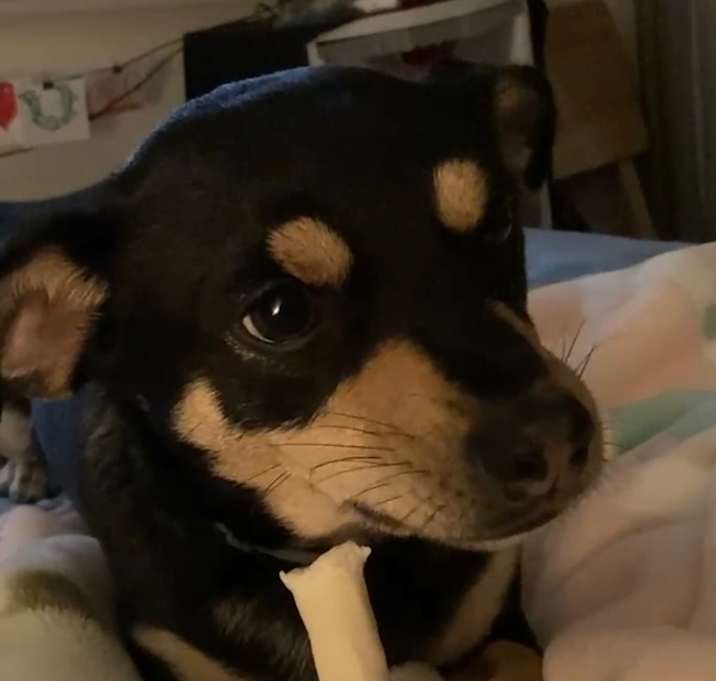 Photo of Milo