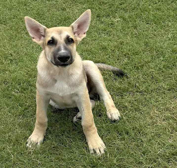 Photo of Rowdy