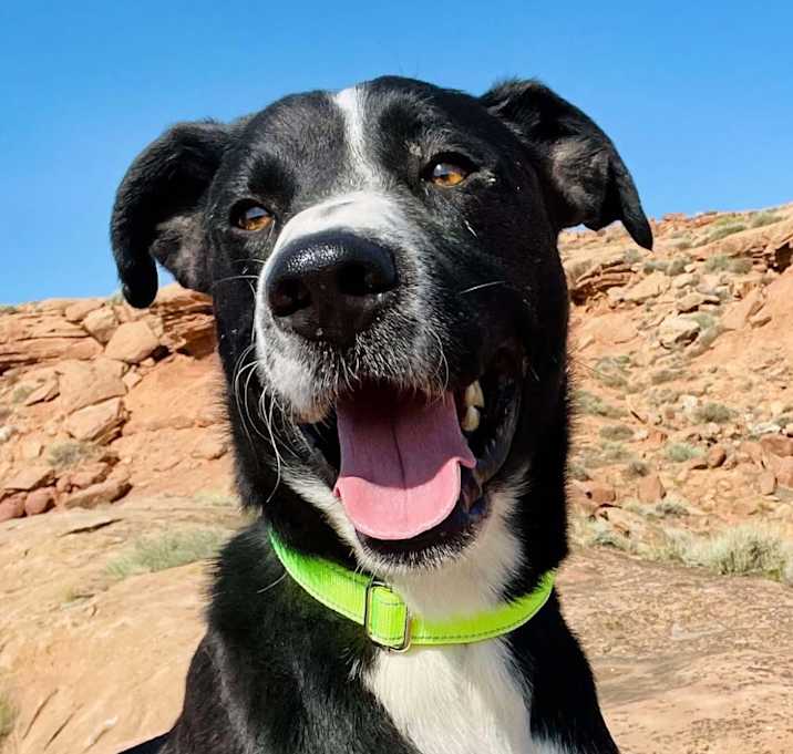 Photo of Henry