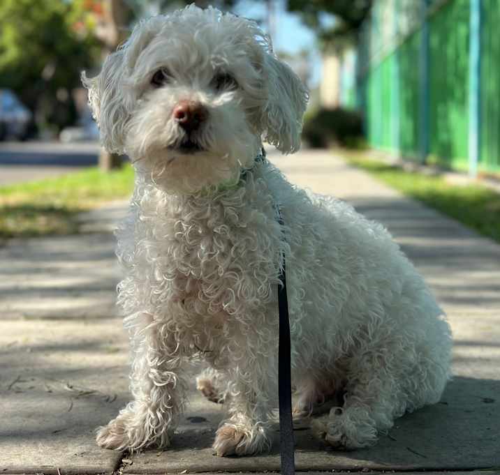 Photo of Tosh