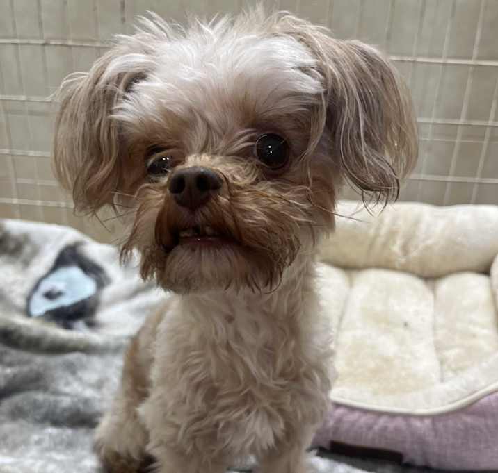 Photo of Chip
