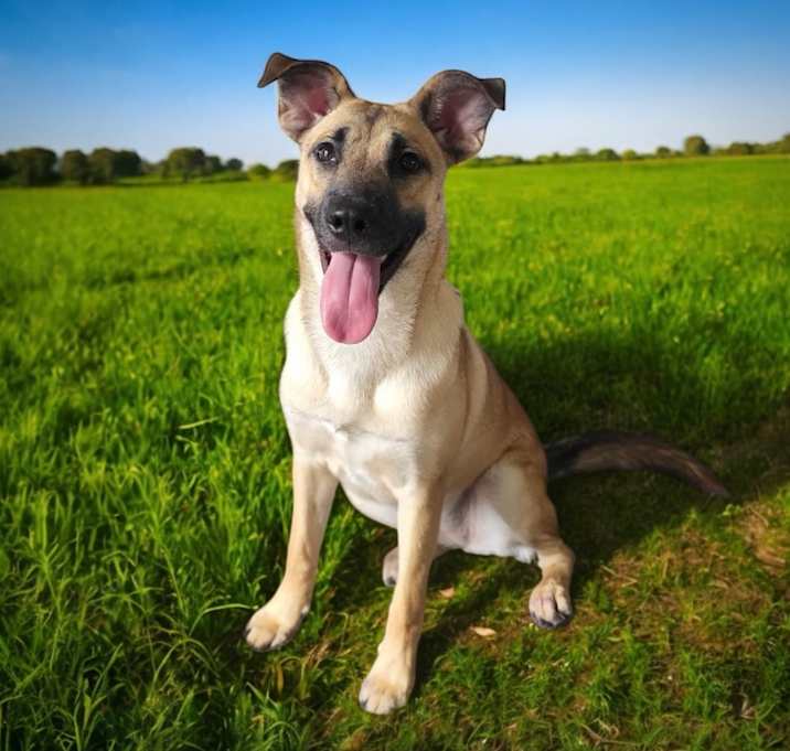 Photo of Lady